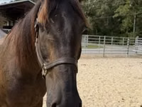 公马, Horses — 照片 3