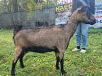 عنزة, Alpine goat — الصورة 1