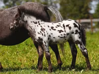 Jument, American shetland pony — photo 3
