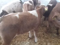 Bulle, Limousin-Kuh — Foto 6