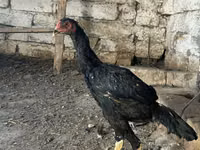 Chickens — 照片 3