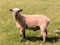 Widder, Shroshire sheep — Foto 1
