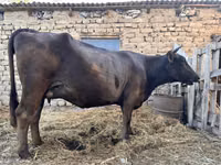 母牛, Swiss cattle — 照片 5