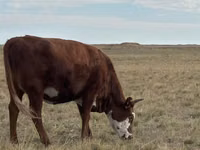 Vache, Vache kazakhe à tête blanche — photo 2