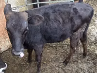 Toro, Aberdeen-Angus — foto 1