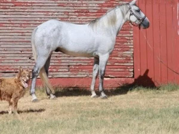 Cheval, Tennessee Walking Horse