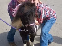 Stute, Miniature horse — Foto 6
