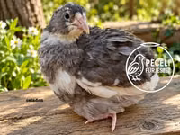 Quails — फ़ोटो 7