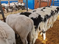 أبقار (دفعة، الجنس غير محدد), Russian Black pied cattle — الصورة 7