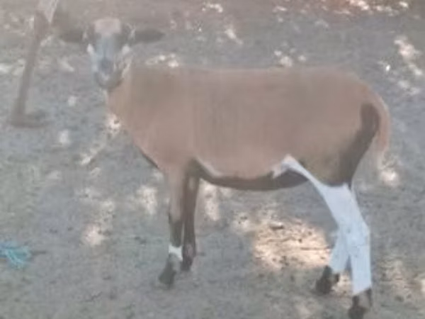 عنزة, الماعز