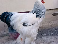 Brahma — photo 2