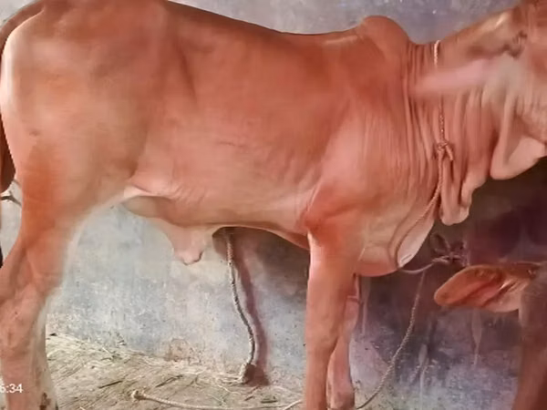 Kuh, Brahman