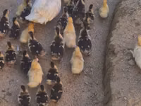 Ducks — फ़ोटो 2