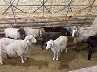 Brebis, Moutons — photo 4