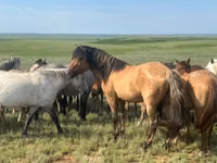 Hengst, Mugalzhar horse — Foto 4
