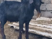 公山羊, Anatolian Black goats — 照片 4
