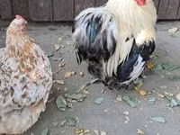 पेकिन बैंटम — फ़ोटो 4