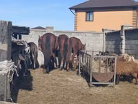 母马, Kazakh horse — 照片 4