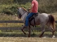 Cheval, Rocky Mountain Horse — photo 6