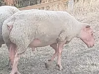Carnero, Rouge de l’Ouest sheep — foto 1