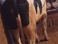गाय, Russian Black pied cattle — फ़ोटो 3