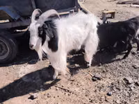 Ziege, Angora goats — Foto 1