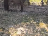 حصان, Australian Pony — الصورة 1