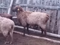 Widder, Edilbay sheep — Foto 2