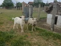 Widder, Merino sheep — Foto 1