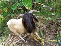 公羊, Sheep — 照片 3