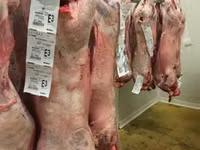 मेढ़ा, Beltex sheep — फ़ोटो 2