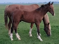 母马, Dutch warmblood horse — 照片 1