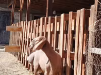 Widder, Rhon sheep — Foto 4
