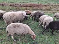 Brebis, Assaf sheep — photo 1