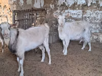 Chèvre, Russian White goat — photo 2