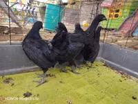 आयम सेमानी — फ़ोटो 1