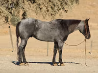 公马, Quarter Horse — 照片 7