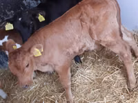 牛只（批次，未指定性别）, Cattle — 照片 4