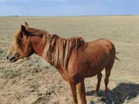 Hengst, Kazakh horse — Foto 2