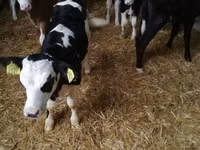 Bulle, Simmental cattle — Foto 8
