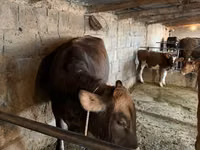 Vache, Swiss cattle — photo 2
