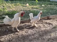 Chickens — photo 5