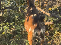 Chèvre, Alpine goat — photo 4