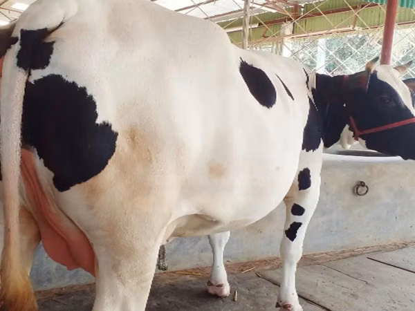 Vaca, Búfalo