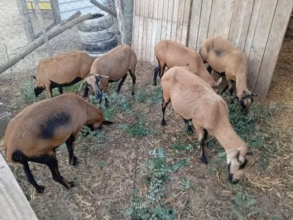 Schaf, Cameroon sheep