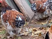 Pékin Bantam — photo 3