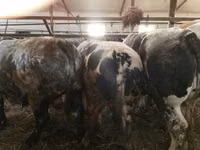 牛只（批次，未指定性别）, Simmental cattle — 照片 1