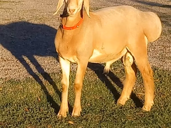 Bélier, Arashan sheep