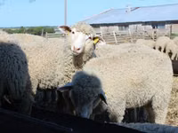 मेढ़ा, Kuibyshev sheep — फ़ोटो 1