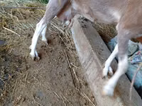Chèvre, LaMancha goats — photo 4